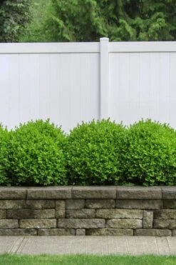 Dwarf English Boxwood - 2 Gallon Pot -Wilson Bros Gardens Boxwood Dwarf English 3