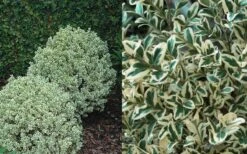 Dwarf Variegated Boxwood - 3 Gallon Pot 11 Dwarf Variegated Boxwood - 3 Gallon Pot -Wilson Bros Gardens Boxwood Dwarf Variegated 50 3