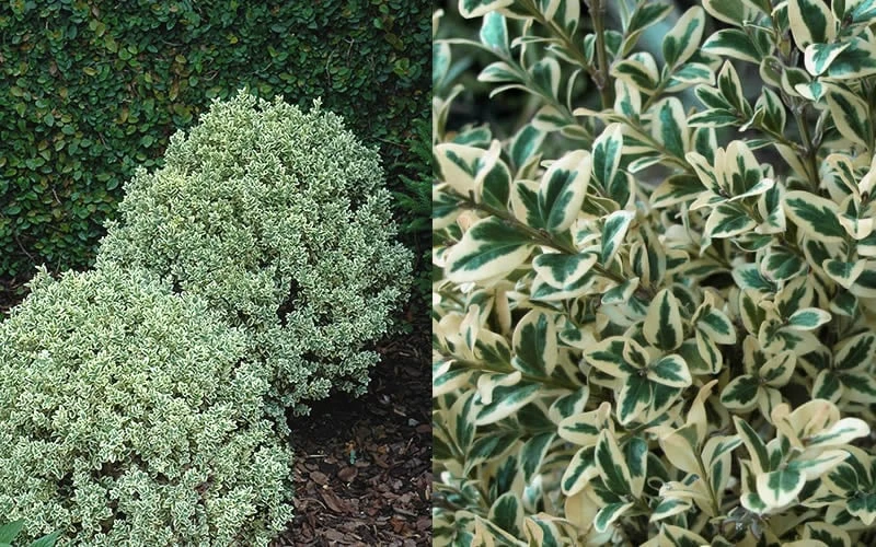 Dwarf Variegated Boxwood - 5 Gallon Pot 6 Dwarf Variegated Boxwood - 5 Gallon Pot - Image 4
