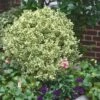 Dwarf Variegated Boxwood - 6 Pack Of 1 Gallon Pots -Wilson Bros Gardens Boxwood Dwarf Variegated 500x750 2