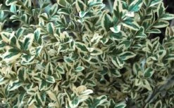 Dwarf Variegated Boxwood - 6 Pack Of 1 Gallon Pots -Wilson Bros Gardens Boxwood Dwarf Variegated 51 1