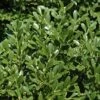 Franklins Gem Dwarf Boxwood - 1 Gallon Pot 2 Franklins Gem Dwarf Boxwood - 1 Gallon Pot -Wilson Bros Gardens Boxwood Franklins Dwarf BS