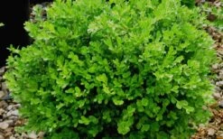 Franklins Gem Dwarf Boxwood - 1 Gallon Pot -Wilson Bros Gardens Boxwood Franklins Gem