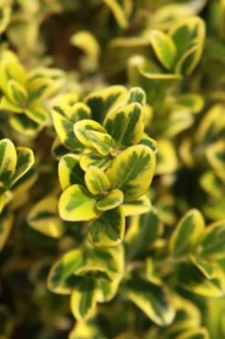 Golden Triumph Variegated Dwarf Boxwood - 3 Gallon Pot -Wilson Bros Gardens Boxwood Golden Triumph 3 1