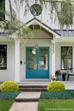 Golden Triumph Variegated Dwarf Boxwood - 6 Pack Of 1 Gallon Pots -Wilson Bros Gardens Boxwood Golden Triumph 7