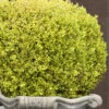 Golden Triumph Variegated Dwarf Boxwood - 6 Pack Of 1 Gallon Pots -Wilson Bros Gardens Boxwood Golden Triumph 9