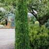 Graham Blandy Columnar Boxwood - 5 Gallon Pot -Wilson Bros Gardens Boxwood Graham Blandy 1 3