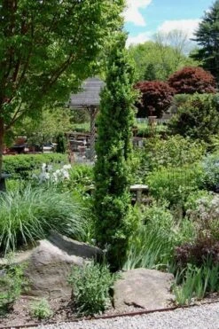 Graham Blandy Columnar Boxwood - 6 Pack Of 1 Gallon Pots -Wilson Bros Gardens Boxwood Graham Blandy 2