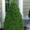 Green Mountain Boxwood - 1 Gallon Pot 1 Green Mountain Boxwood - 1 Gallon Pot -Wilson Bros Gardens Boxwood Green Mountain 11 4