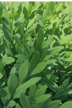 Green Mountain Boxwood - 6 Pack Of 1 Gallon Pots -Wilson Bros Gardens Boxwood Green Mountain 12 5