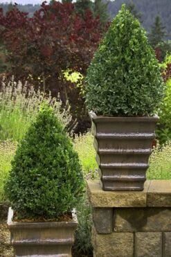 Green Mountain Boxwood - 6 Pack Of 1 Gallon Pots -Wilson Bros Gardens Boxwood Green Mountain 23 5