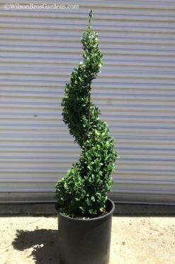 Common Boxwood Spiral Topiary - 5 Gallon Pot -Wilson Bros Gardens Boxwood Green Mountain Spiral 1 1