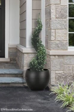 Green Mountain Boxwood Spiral Topiary - 5 Gallon Pot