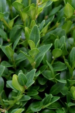 Green Velvet Boxwood - 7 Gallon Pot 13 Green Velvet Boxwood - 7 Gallon Pot -Wilson Bros Gardens Boxwood Green Velvet 1