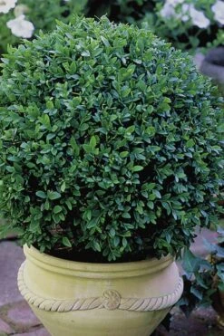 Green Velvet Boxwood - 7 Gallon Pot 12 Green Velvet Boxwood - 7 Gallon Pot -Wilson Bros Gardens Boxwood Green Velvet 3