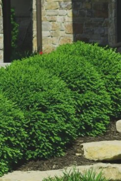 Green Velvet Boxwood - 7 Gallon Pot 11 Green Velvet Boxwood - 7 Gallon Pot -Wilson Bros Gardens Boxwood Green Velvet 7