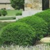 Green Velvet Boxwood - 1 Gallon Pot -Wilson Bros Gardens Boxwood Green Velvet 8 1