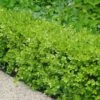 Japanese Boxwood - Buxus Microphylla - 1 Gallon Pot -Wilson Bros Gardens Boxwood Japanese 500x750 2