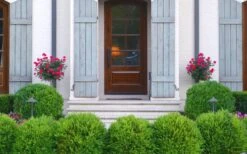 Japanese Boxwood - Buxus Microphylla - 6 Pack Of 1 Gallon Pots -Wilson Bros Gardens Boxwood Japanese Entryway