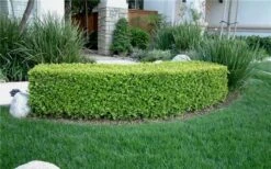 Japanese Boxwood - Buxus Microphylla - 1 Gallon Pot -Wilson Bros Gardens Boxwood Japanese Hedge 1