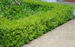 Japanese Boxwood - Buxus Microphylla - 6 Pack Of 1 Gallon Pots -Wilson Bros Gardens Boxwood Japanese Hedge 2