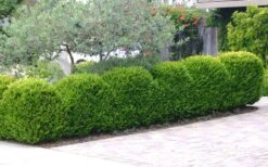 Japanese Boxwood - Buxus Microphylla - 6 Pack Of 1 Gallon Pots -Wilson Bros Gardens Boxwood Japanese Hedge 3