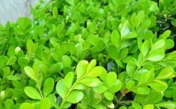 Japanese Boxwood - Buxus Microphylla - 1 Gallon Pot -Wilson Bros Gardens Boxwood Japanese Leaves Closeup 1