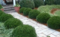 Justin Brouwers Dwarf Boxwood - 6 Pack Of 1 Gallon Pots -Wilson Bros Gardens Boxwood Justin Brouwers In Landscape