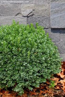 Korean Dwarf Boxwood - Buxus Sinica Var. Insularis 'Nana' - 1 Gallon Pot 13 Korean Dwarf Boxwood - Buxus Sinica Var. Insularis 'Nana' - 1 Gallon Pot -Wilson Bros Gardens Boxwood Korean Dwarf Insularis Nana 1 1