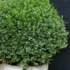 Korean Dwarf Boxwood - Buxus Sinica Var. Insularis 'Nana' - 6 Pack Of 1 Gallon Pots 1 Korean Dwarf Boxwood - Buxus Sinica Var. Insularis 'Nana' - 6 Pack Of 1 Gallon Pots -Wilson Bros Gardens Boxwood Korean Dwarf Insularis Nana 5