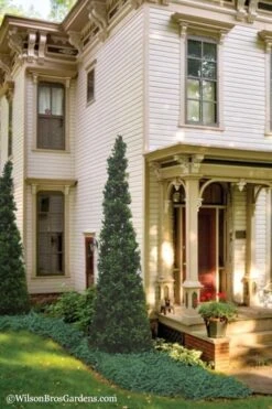 Pyramid Boxwood (Buxus Sempervirens 'Pyramidalis) - 1 Gallon Pot -Wilson Bros Gardens Boxwood Pyramidalis 11