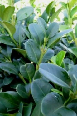 Shadow Sentry Pyramidal Boxwood - 3 Gallon Pot -Wilson Bros Gardens Boxwood Shadow Sentry 1