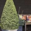 Variegated Boxwood Cone Topiary (Buxus Sempervirens 'Variegata') - 5 Gallon Pot 1 Variegated Boxwood Cone Topiary (Buxus Sempervirens 'Variegata') - 5 Gallon Pot -Wilson Bros Gardens Boxwood Variegated Cone 10 1