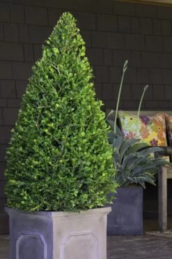 Wintergreen Boxwood - 3 Gallon Pot 11 Wintergreen Boxwood - 3 Gallon Pot -Wilson Bros Gardens Boxwood Wintergreen 11 2