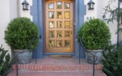 Wintergreen Boxwood - 1 Gallon Pot 12 Wintergreen Boxwood - 1 Gallon Pot -Wilson Bros Gardens Boxwood Wintergreen 12 1