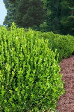Wintergreen Boxwood - 1 Gallon Pot 13 Wintergreen Boxwood - 1 Gallon Pot -Wilson Bros Gardens Boxwood Wintergreen 500x750 2