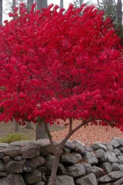 Burning Bush Tree (Single Trunk) - 3 Gallon Pot -Wilson Bros Gardens Burning Bush Tree 1