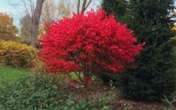 Burning Bush Tree (Single Trunk) - 3 Gallon Pot -Wilson Bros Gardens Burning Bush Tree 2
