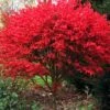 Burning Bush Tree (Single Trunk) - 3 Gallon Pot -Wilson Bros Gardens Burning Bush Tree 6