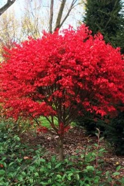 Burning Bush Tree (Single Trunk) - 3 Gallon Pot
