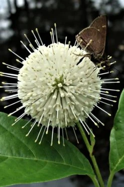 Buttonbush (Cephalanthus Occidentalis) - 3 Gallon Pot -Wilson Bros Gardens Buttonbush 3