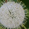 Buttonbush (Cephalanthus Occidentalis) - 3 Gallon Pot -Wilson Bros Gardens Buttonbush 4