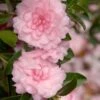 October Magic Pink Perplexion Camellia - 1 Gallon Pot -Wilson Bros Gardens Caellia Pink Perplexion 500x750 1
