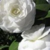 Alba Plena Camellia Japonica - 3 Gallon Pot -Wilson Bros Gardens Camellia Alba Plena 500x750 1