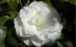 Alba Plena Camellia Japonica - 3 Gallon Pot -Wilson Bros Gardens Camellia Alba Plena Flower Closeup 2