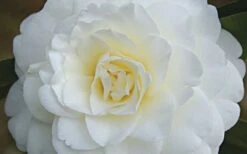 Alba Plena Camellia Japonica - 3 Gallon Pot -Wilson Bros Gardens Camellia Alba Plena Flower Closeup