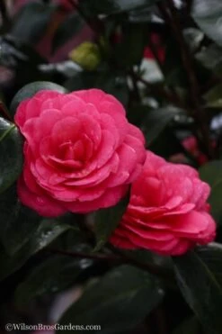 April Dawn Cold Hardy Camellia Japonica - 3 Gallon Pot -Wilson Bros Gardens Camellia April Dawn 20