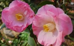 April Remembered Cold Hardy Pink Camellia Japonica - 1 Gallon Pot -Wilson Bros Gardens Camellia April Remembered 1