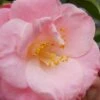 April Remembered Cold Hardy Pink Camellia Japonica - 1 Gallon Pot -Wilson Bros Gardens Camellia April Remembered 1 500x750 1