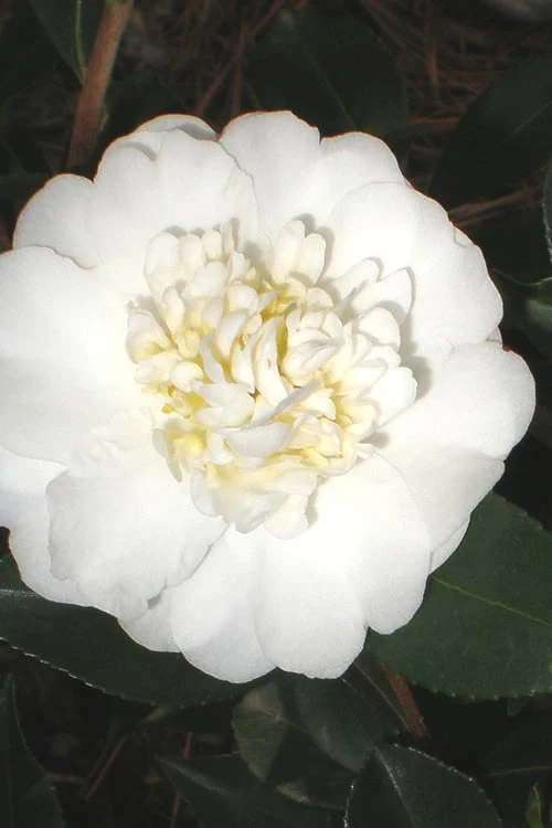 Autumn Rocket Camellia Sasanqua - 3 Gallon Pot 3 Autumn Rocket Camellia Sasanqua - 3 Gallon Pot